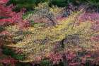 Yellow and red autumn leaves, Kentucky Art Print